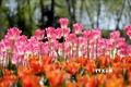 Tưng bừng Lễ hội hoa tulip Istanbul 2022 tại Thổ Nhĩ Kỳ