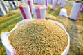 Xuất cấp 2.455 tấn hạt giống lúa, ngô hỗ trợ Thừa Thiên Huế và Quảng Trị