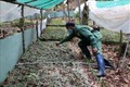 Vườn ươm cây sâm Ngọc Linh tại Công ty Cổ phần sâm Ngọc Linh Kon Tum. Ảnh: Cao Nguyên - TXTVN