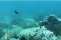 Một khu vực trong khu bảo tồn vịnh Nha Trang rạn san hô ở tình trạng chất lượng kém. Ảnh: TTXVN phát