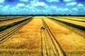 Sản xuất lúa theo mô hình cánh đồng lớn ở Bạc Liêu. Nguồn: nhandan.vn