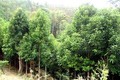 Phú Thọ phủ xanh đồi rừng bằng cây quế
