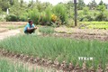 Gia đình bà Thạch Thị Sưa, xã Phong Phú, huyện Cầu Kè có 1,8 ha đất nông nghiệp; trong đó, bà trồng lúa 1,4 ha và trồng màu 0,4 ha. Bình quân mỗi ngày, gia đình bà có nguồn thu nhập khá ổn định, khoảng 300.000 đồng từ 0,4 ha rau màu; cao hơn rất nhiều lần