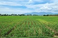 Ninh Thuận chuyển đổi cơ cấu cây trồng phù hợp với điều kiện canh tác