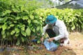 Lai Châu có phương án phù hợp đẩy nhanh tiến độ trồng rừng