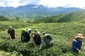 Người dân Lai Châu thu hoạch chè. Ảnh: Nguyễn Oanh – TTXVN