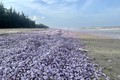 Ngao tự nhiên chết bất thường và trôi dạt vào bờ biển Thanh Hóa