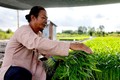 Nông dân Nguyễn Văn Bi, phường Thới An, quận Ô Môn, người làm giàu từ trồng cây rau muống. Ảnh: Thu Hiền – TTXVN
