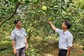 Vườn cam mật không hạt của ông Phạm Văn Đảo, ngụ tại ấp Tân Nhơn, xã Tân Thới, huyện Phong Điền (bên trái) được trồng theo hướng VietGAP mang lại hiệu quả kinh tế cao. Ảnh: baocantho.com.vn