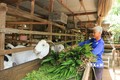 Nông dân huyện biên giới Hồng Ngự có thêm thu nhập từ nghề nuôi dê thịt