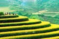 Khai mạc chương trình “Du lịch qua những miền di sản ruộng bậc thang Hoàng Su Phì” 2022