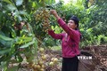 Người dân tại huyện Yên Châu thu hoạch nhãn. Ảnh: Hữu Quyết - TTXVN