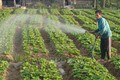 Nông dân Trà Vinh trồng rau màu cao điểm mùa mưa thu nhập cao