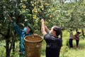 Lào Cai: Thuần hóa củ, quả rừng thành sản phẩm OCOP