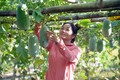 Với 1.000 m2 đất trồng bí xanh đã giúp chị Vì Thị Tuyết, bản Puôi 1, xã Huy Tân, huyện Phù Yên thu nhập 25 triệu đồng đến 30 triệu đồng/vụ. Ảnh: Quang Quyết-TTXVN