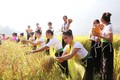 Khi đi rước hồn lúa, những cô gái Thái sẽ chọn ra những bông lúa to đều, mẩy hạt từ cánh đồng để mang về làm lễ cúng hồn lúa. Ảnh: Đinh Thùy-TTXVN