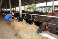 Giá rơm tăng cao gây khó cho người nuôi bò ở Bến Tre