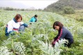 Nông dân xã Lùng Phinh (Bắc Hà, Lào Cai) chăm sóc cây dược liệu Atiso. Ảnh: Quốc Khánh - TTXVN