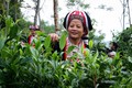 Những cây chè Shan tuyết lâu năm sinh trưởng trên khu vực núi cao được bà con thu hoạch. Ảnh: Nam Thái – TTXVN