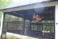 Động vật hoang dã nguy cấp quý hiếm được chăm sóc, nuôi dưỡng tại Vườn Quốc gia Pù Mát, Nghệ An. Ảnh: Nguyễn Văn Nhật - TTXVN