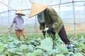 Nông dân huyện Mộc Châu, tỉnh Sơn La thu hoạch rau theo tiêu chuẩn VietGAP. Ảnh: TTXVN phát