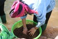 Hạt dẻ rừng được chị em phụ nữ rửa sạch, sàng lọc, phân loại tại lòng hồ Pá Khoang sau khi kết thúc quá trình thu nhặt. Ảnh: Xuân Tiến – TTXVN