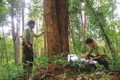 Kon Tum mở đợt cao điểm tuần tra, truy quét, tăng cường quản lý, bảo vệ rừng