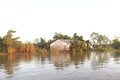 Vĩnh Long: Khảo sát, nghiên cứu hướng khắc phục sạt lở bờ sông Cổ Chiên