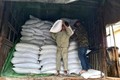 Xuất cấp gạo cho 7 tỉnh dịp Tết Nguyên đán Quý Mão và giáp hạt năm 2023
