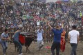 Vĩnh Phúc: Lễ hội chọi trâu Hải Lựu thu hút đông đảo người dân