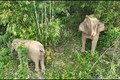 Nghệ An: Xuất hiện voi rừng chết chưa rõ nguyên nhân