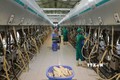 Dây chuyền thu hoạch sữa tươi của Công ty TNHH MTV Bò sữa Thống Nhất-Thanh Hóa (Công ty CP sữa Việt Nam) ở thị trấn Thống Nhất, huyện Yên Định, tỉnh Thanh Hóa. Ảnh: Vũ Sinh - TTXVN