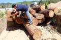 Hơn chục lóng gỗ lậu mới khai thác, tập kết tại mỏ khai thác cát, sỏi 87 thuộc xã Đăk Pxi, huyện Đăk Hà (Kon Tum). Ảnh: Cao Nguyên - TTXVN