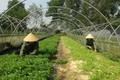 Quảng Bình: Đôi vợ chồng trẻ làm giàu từ trồng rau sạch