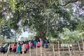 Không gian Lễ cúng bản của cộng đồng dân tộc Lào diễn ra dưới tán cây to nhiều năm tuổi, được cộng đồng cho là cây thiêng, giữ hồn bản, hồn mường. Ảnh: TTXVN phát