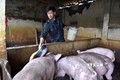 Nhiều tuần qua giá bán lợn thịt tại Thanh Hóa liên tục giảm. Ảnh: Nguyễn Nam - TTXVN