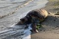 Loài rùa quý hiếm sống sót nhờ ...biến đổi khí hậu