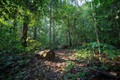Thanh Hóa: Chính sách dịch vụ môi trường rừng tạo sinh kế cho người dân vùng biên