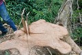 Quảng Trị làm rõ hàng chục cây rừng tự nhiên bị đốn hạ