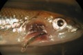 Giới khoa học Australia phát hiện ký sinh trùng ở một số loài cá nước ngọt