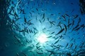 Công nghệ mới giúp "lọc sạch" và tăng khả năng hấp thụ CO2 cho các đại dương