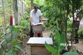 Ông Nguyễn Văn Ngàn chăm sóc đàn ong mật trong vườn nhà. Ảnh: Minh Trí - TTXVN
