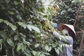 Người dân ở huyện Lộc Ninh thu hoạch hồ tiêu. Ảnh: TTXVN phát