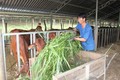 Nhiều hộ chăn nuôi tại Bình Phước đã áp dụng các tiến bộ khoa học kỹ thuật vào chăn nuôi. Nhờ vậy, chất lượng, tầm vóc đàn bò được cải thiện, nhiều mô hình chăn nuôi quy mô hàng hóa được hình thành, góp phần nâng cao thu nhập cho người dân. Ảnh: K GỬIH - 