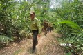 Lực lượng Kiểm lâm tỉnh Phú Yên tuần tra bảo vệ rừng. Ảnh: TTXVN phát