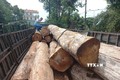 Phát hiện vụ vận chuyển gỗ lậu lớn ở vùng biên Gia Lai