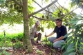Ông Nguyễn Văn Đức (trái) hướng dẫn người dân trồng sầu riêng ghép 3 gốc. Ảnh: baodongnai.com.vn