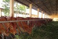 Nông dân Trà Vinh gặp khó trong chăn nuôi bò