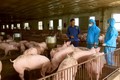 Gia đình ông Nguyễn Ngọc Hùng ở phường Lương Sơn, thành phố Sông Công (tỉnh Thái Nguyên) là một trong những hộ được lựa chọn thí điểm dự án "Tăng cường an toàn sinh học trại chăn nuôi lợn để giảm nguy cơ dịch bệnh và sử dụng kháng sinh” năm 2023 tại Thái 