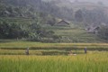 Bản Tả Van Giáy nhìn từ cánh đồng lúa vàng. Ảnh: Yên Định